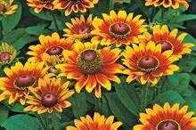 R. hirta ‘Toto Rustic - all images: Floramedia